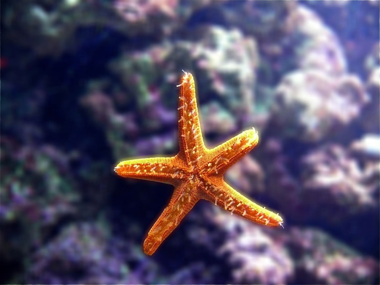 大同市城區(qū)大自然水族館（大同大自然飯店）