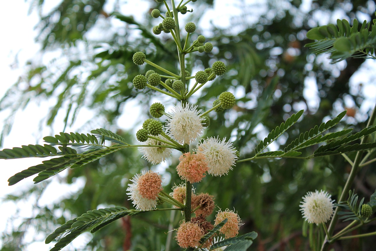 藍(lán)面虎皮天堂鳥(niǎo)（天空藍(lán)虎皮）