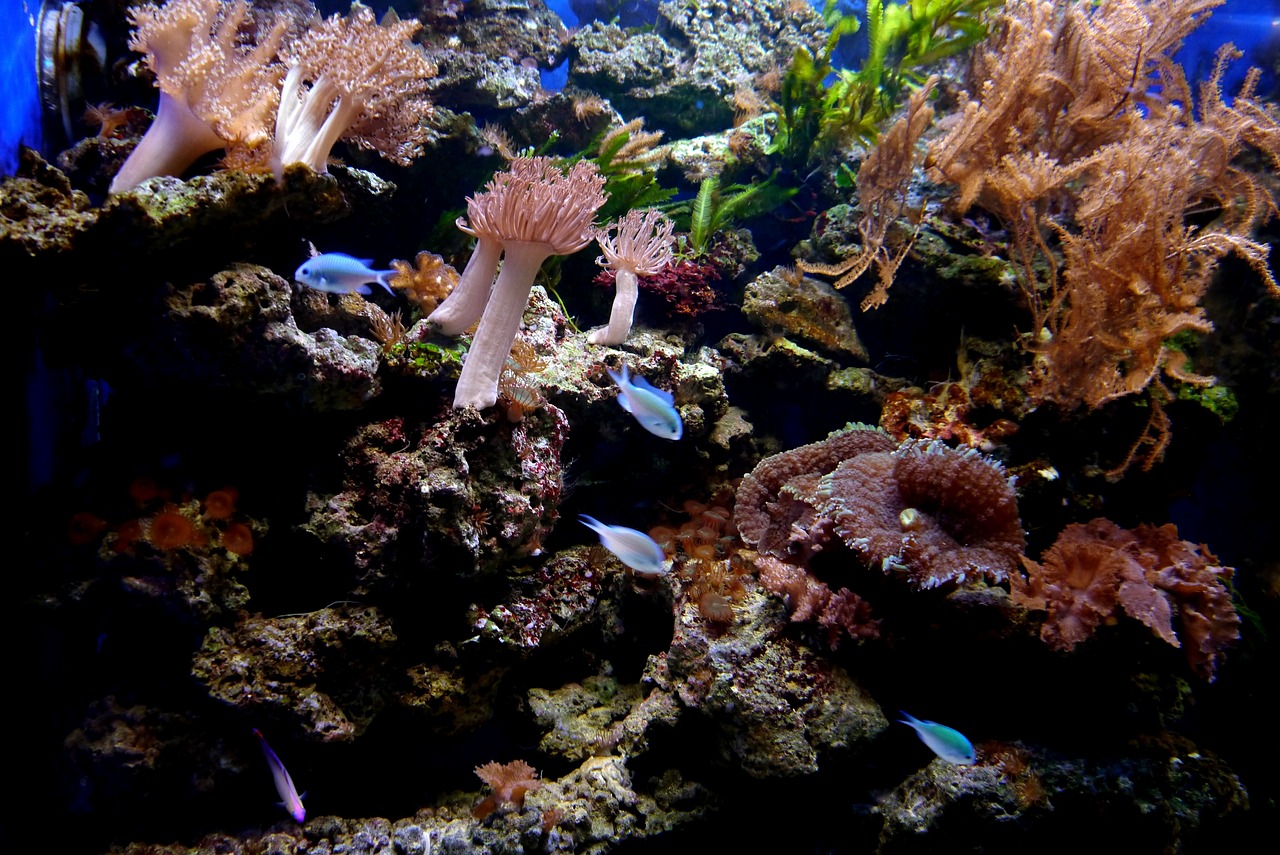 一眉道人魚的辨別野生一眉道人魚的辨別野生與人工的區(qū)別，一眉道人魚怎么分公母 一眉道人魚 第3張