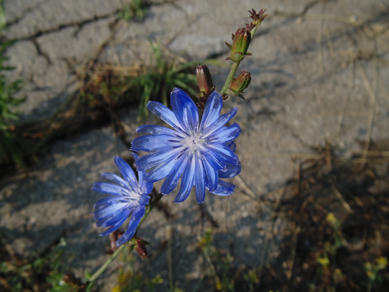 一米八魚缸養(yǎng)幾條龍魚好養(yǎng)（1米8魚缸養(yǎng)幾條龍魚合適） 魚缸百科 第3張