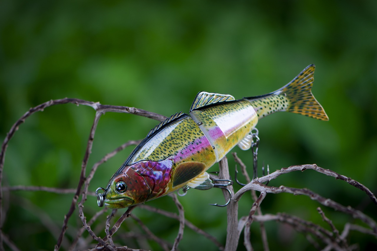 北京哪賣觀賞魚好點兒，北京哪有觀賞魚市場 觀賞魚市場（混養(yǎng)魚） 第3張