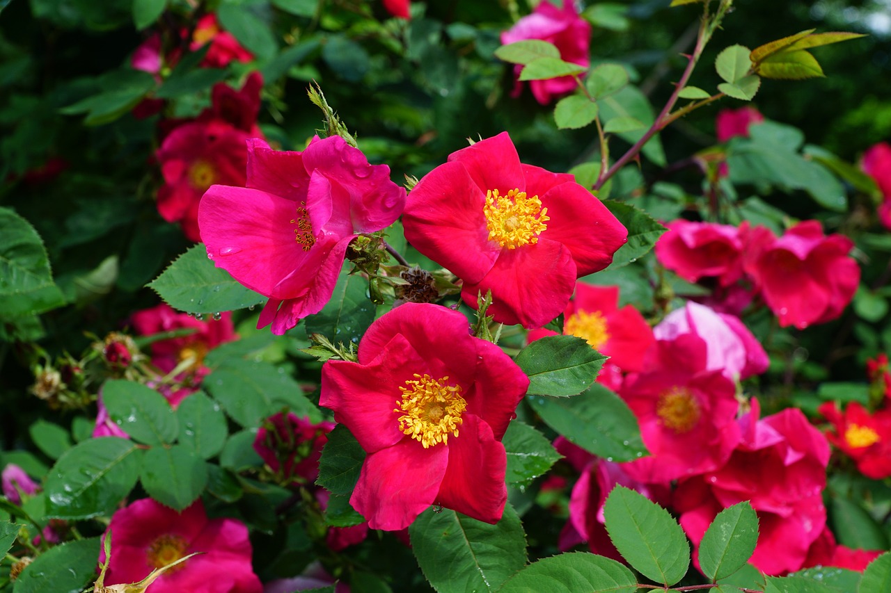 芳村花卉世界營業(yè)時間，芳村花卉市場開放時間