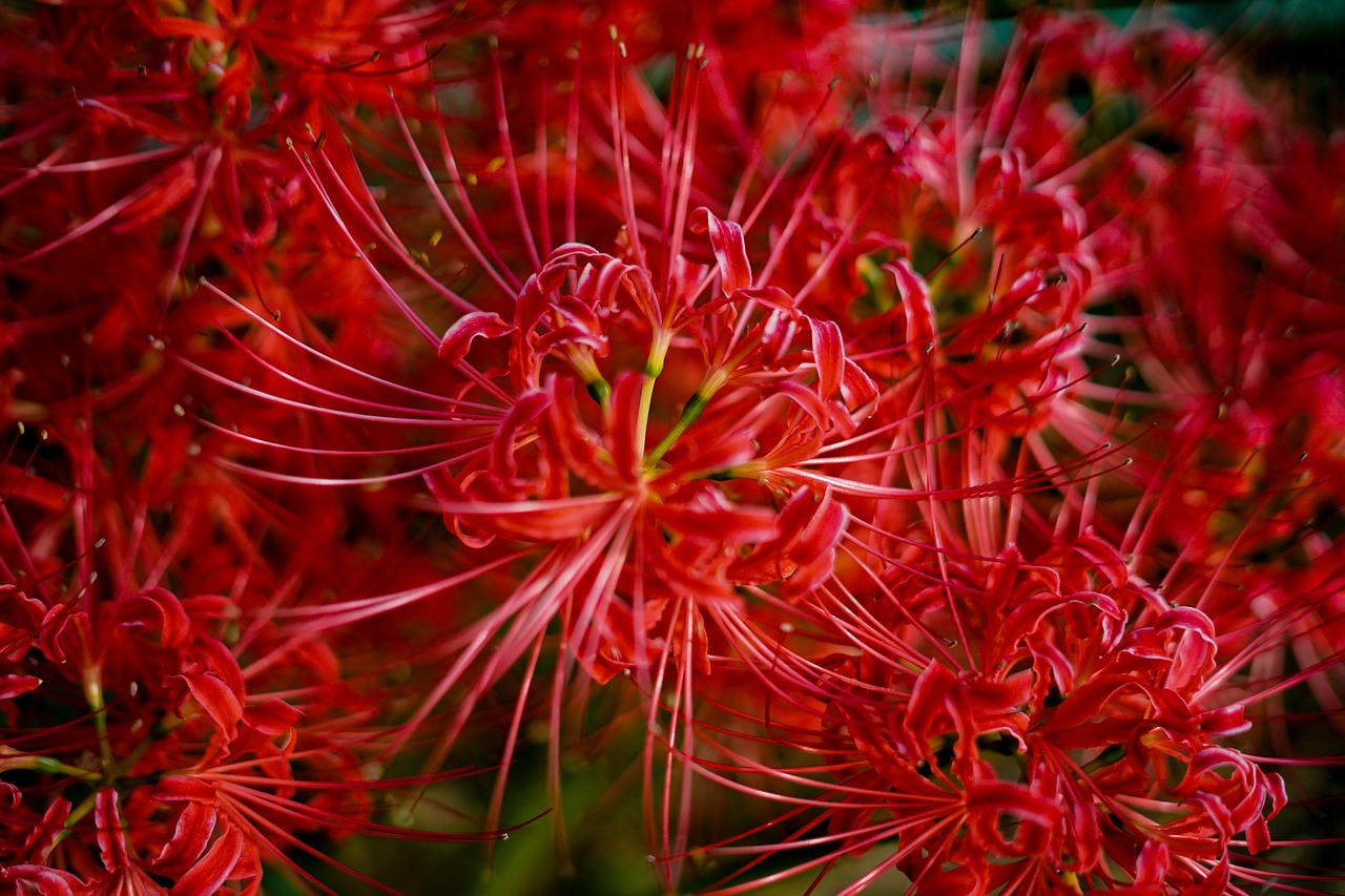 紅老虎魚學(xué)名（老虎魚百科） 紅老虎魚 第1張