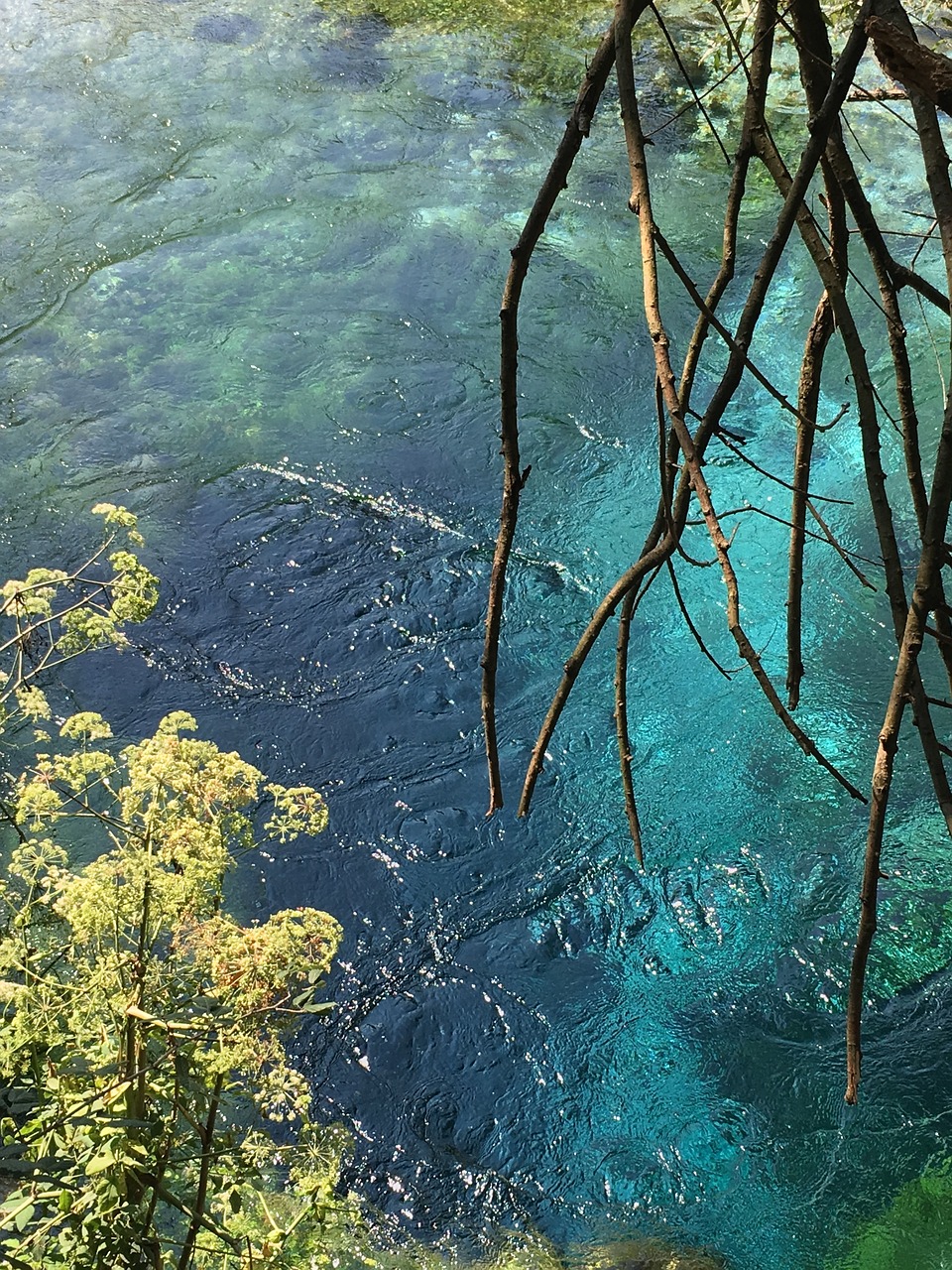 魚缸青苔太多對魚有影響嗎的簡單介紹