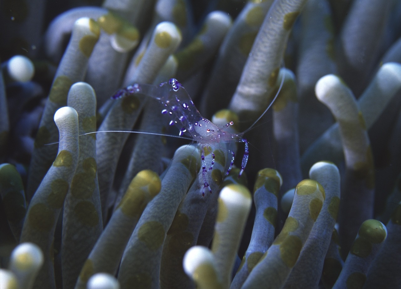 泰國(guó)虎魚照片真實(shí)高清（最大的泰國(guó)虎魚視頻） 虎魚百科 第2張