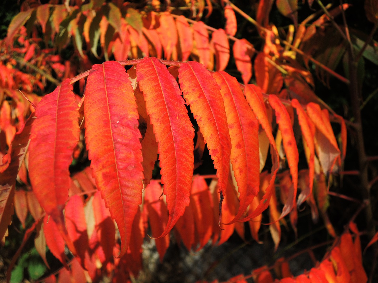 紅色金龍魚風(fēng)水（紅色金龍魚和金色龍魚哪個貴）