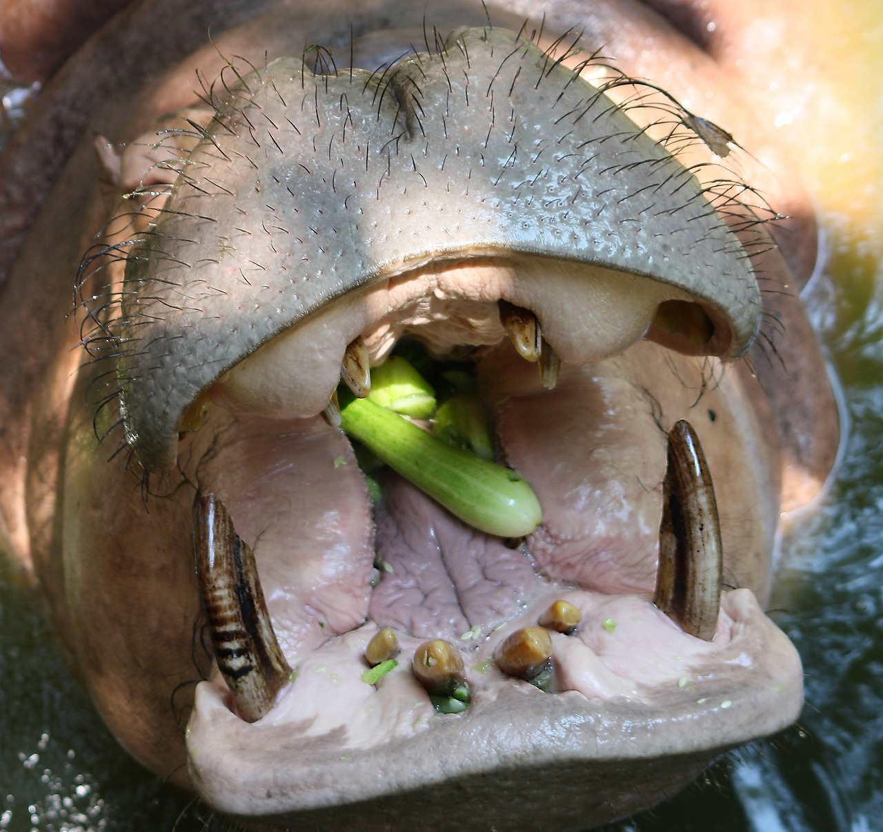 龍魚撞缸蓋是什么原因（龍魚撞魚缸是什么原因）