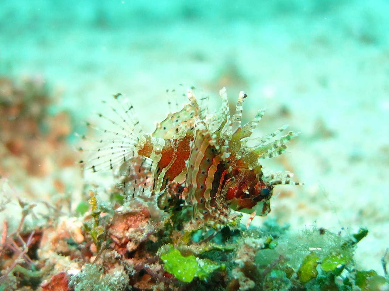 紅龍魚(yú)缸養(yǎng)紅龍魚(yú)缸最低標(biāo)準(zhǔn)是多少，養(yǎng)紅龍魚(yú)缸最低標(biāo)準(zhǔn)是多少 刀魚(yú)魚(yú) 第1張