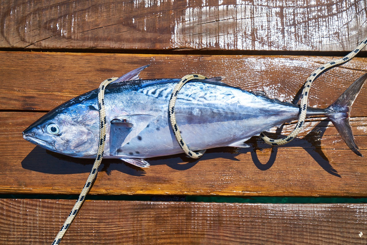 魚缸滲水怎么補膠 魚缸微微滲水有啥好膠可以處理 養(yǎng)魚的好處 第1張