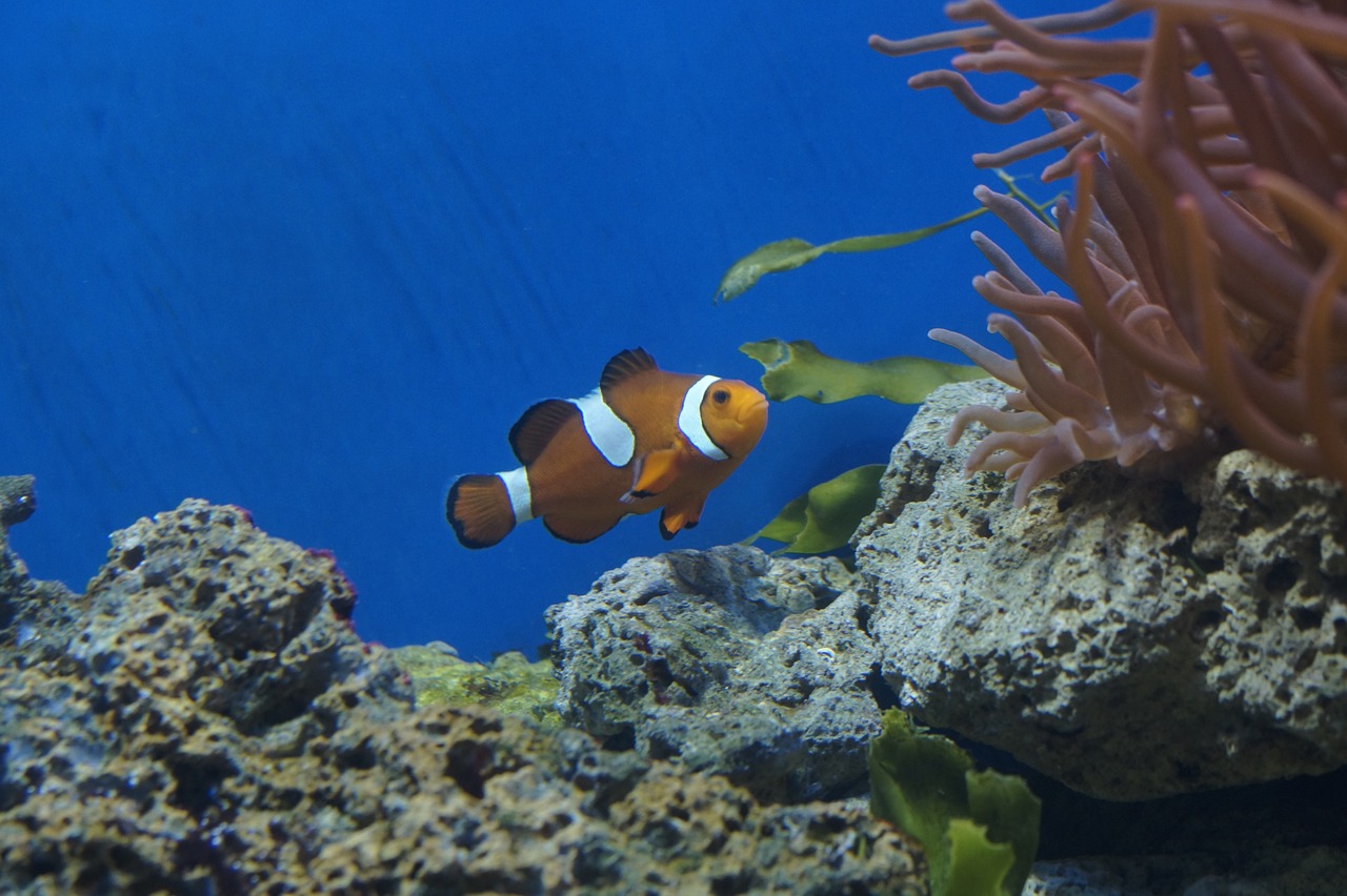 阜陽水族館新年愿望+我的新年愿望是廣州家的28公分的 銀古魚苗 第2張