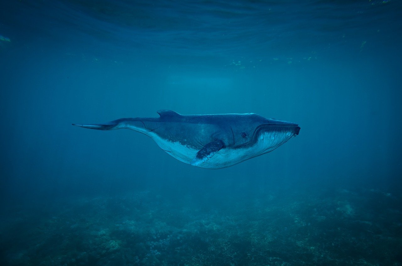 濟(jì)寧龍魚(yú)魚(yú)場(chǎng)電話地址是多少，濟(jì)寧魚(yú)業(yè) 觀賞魚(yú) 第1張