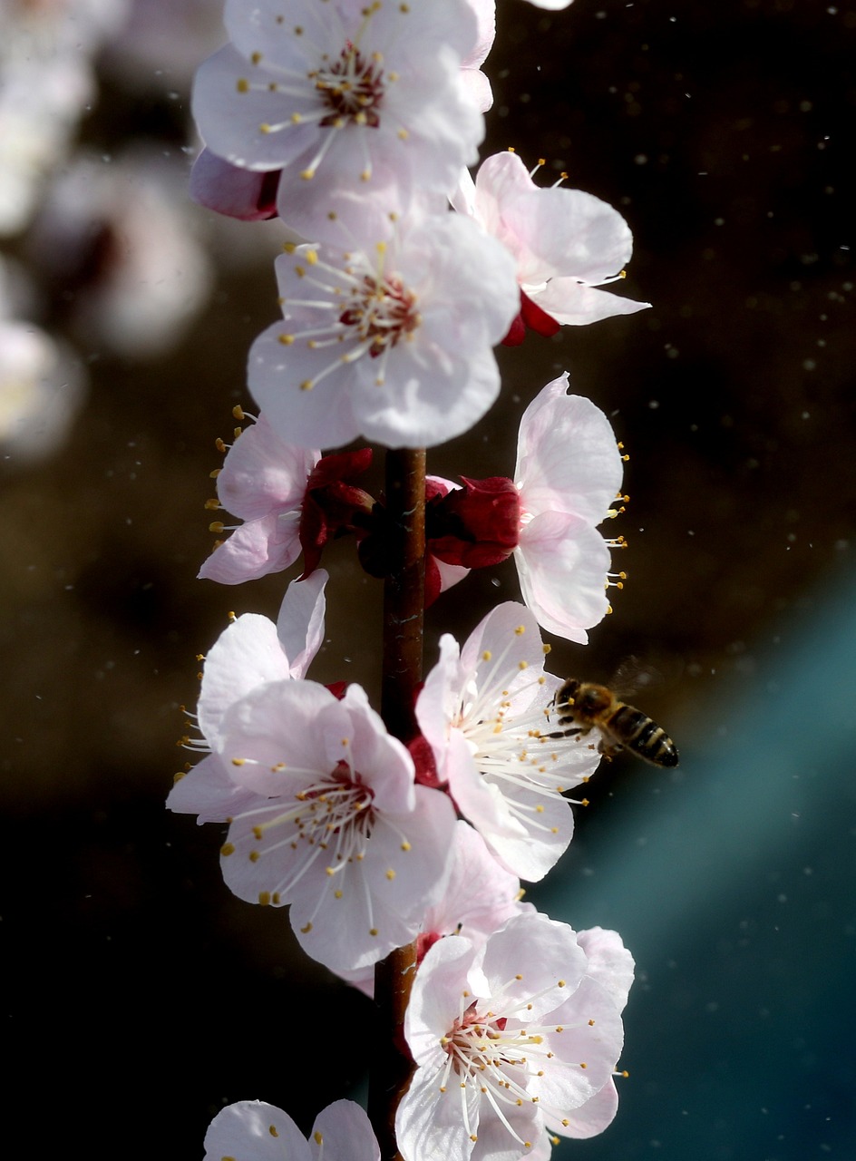 惠農(nóng)區(qū)龍藝花都花卉銷售部