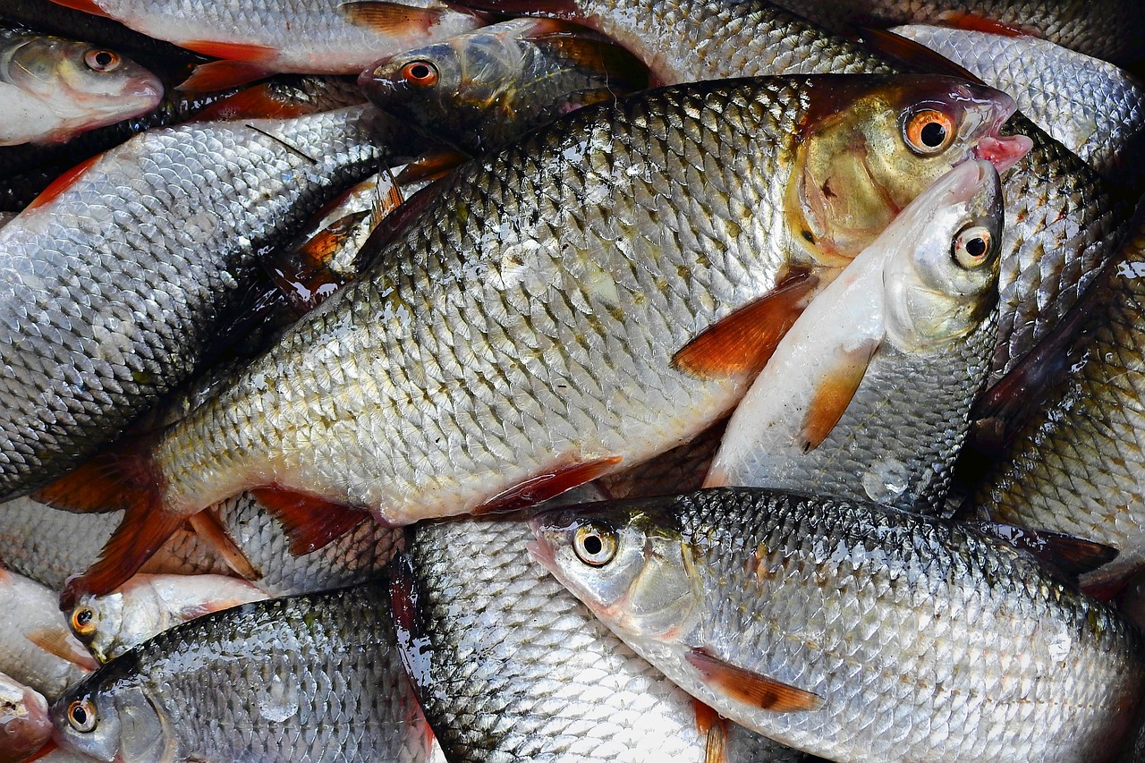 鯉城區(qū)海精靈觀賞魚店（海精靈海水魚論壇） 海水魚 第4張