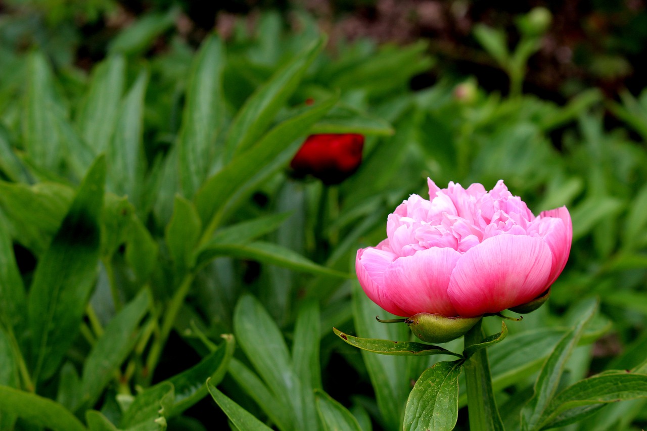 惠農(nóng)區(qū)陽光花卉經(jīng)銷部（惠農(nóng)區(qū)陽光花卉經(jīng)銷部地址） 全國水族館企業(yè)名錄 第4張