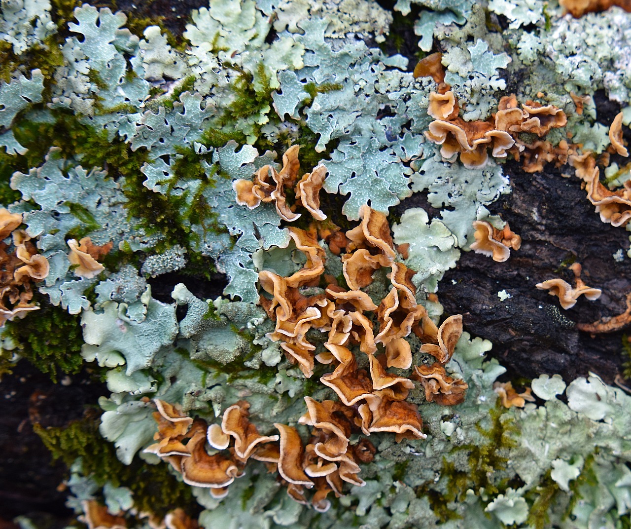 廢舊大魚缸改造養(yǎng)植物好嗎圖片（廢舊大魚缸改造養(yǎng)植物好嗎圖片大全） 觀賞魚 第2張