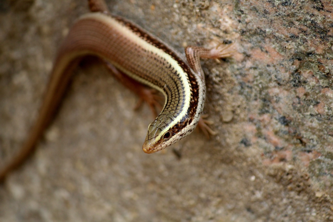 龍魚(yú)配燕魚(yú)好還是虎魚(yú)，龍魚(yú)能和虎魚(yú)混養(yǎng)嗎