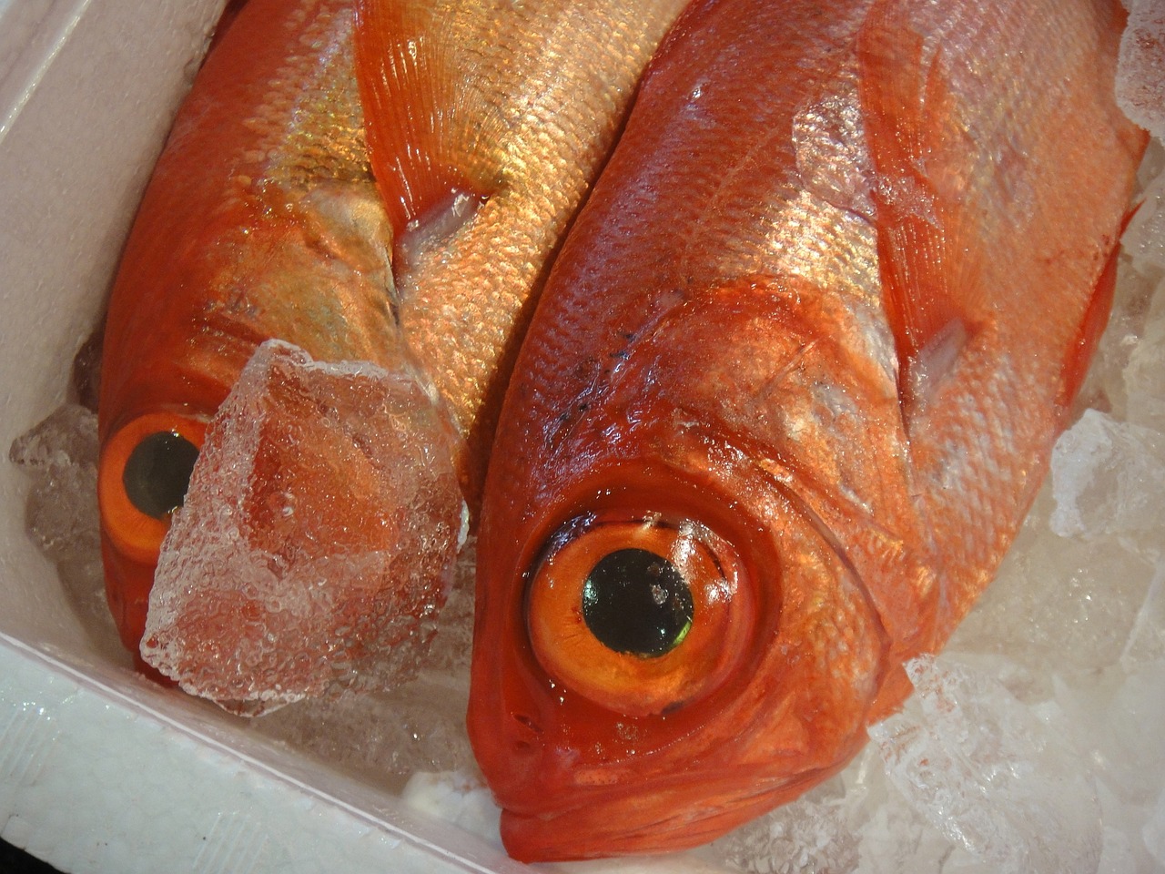 金華觀賞魚(yú)市場(chǎng)有哪些品種賣(mài)，金華觀賞魚(yú)批發(fā)市場(chǎng) 觀賞魚(yú)批發(fā) 第3張