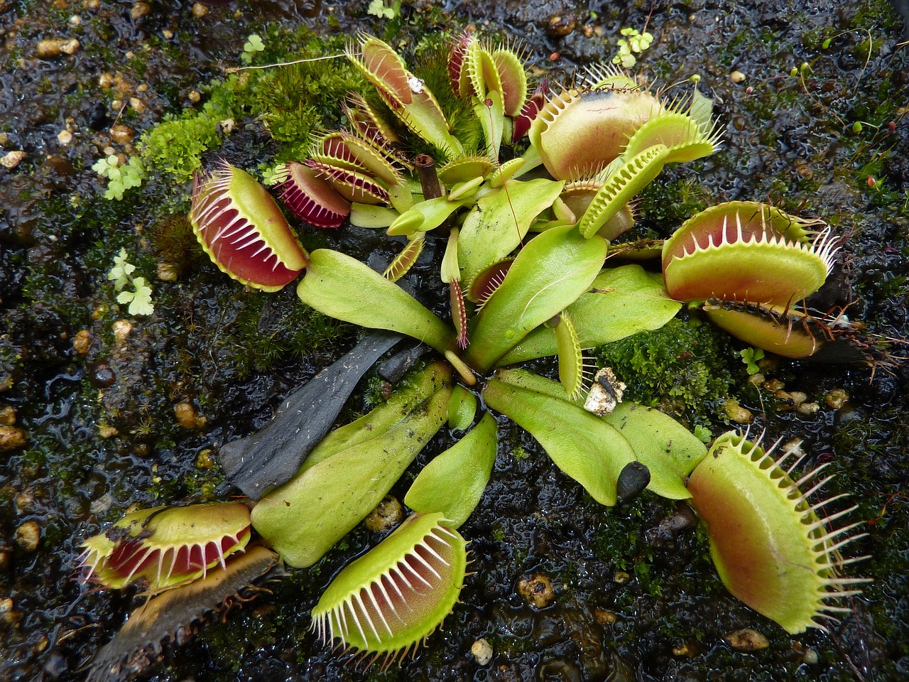 恐龍魚(yú)不開(kāi)食能活多久呢視頻，恐龍魚(yú)不開(kāi)口怎么辦