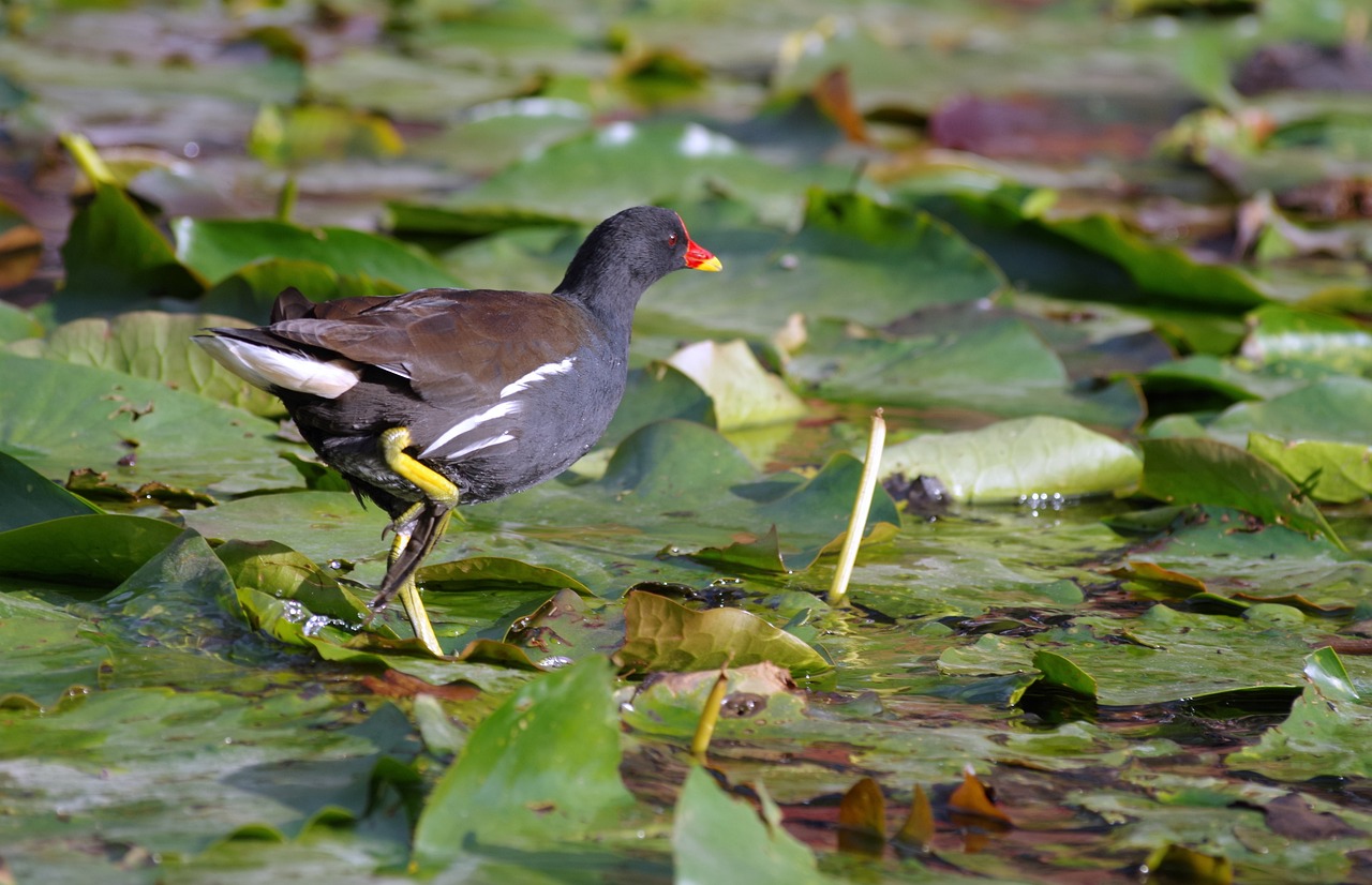 黑斑水虎魚(yú)多少錢(qián)一條，食人魚(yú)多少錢(qián)一條，食人魚(yú)多少錢(qián)一條的水虎魚(yú)多少錢(qián)一條的水虎魚(yú)多少錢(qián)一條 食人魚(yú)（水虎） 第1張