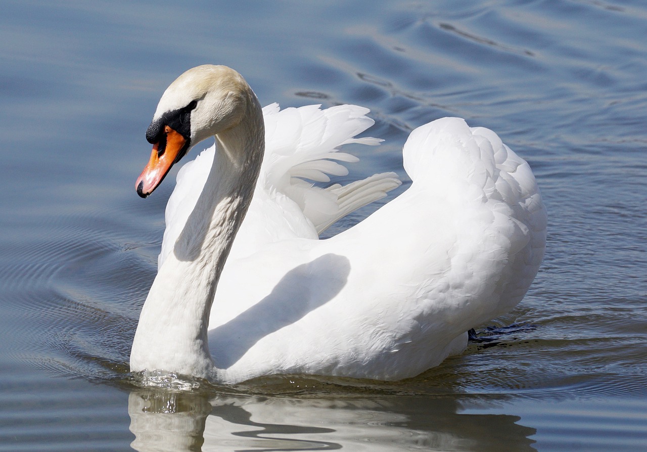 青鳉魚(yú)的養(yǎng)殖技巧（中國(guó)青鳉的養(yǎng)殖技巧）