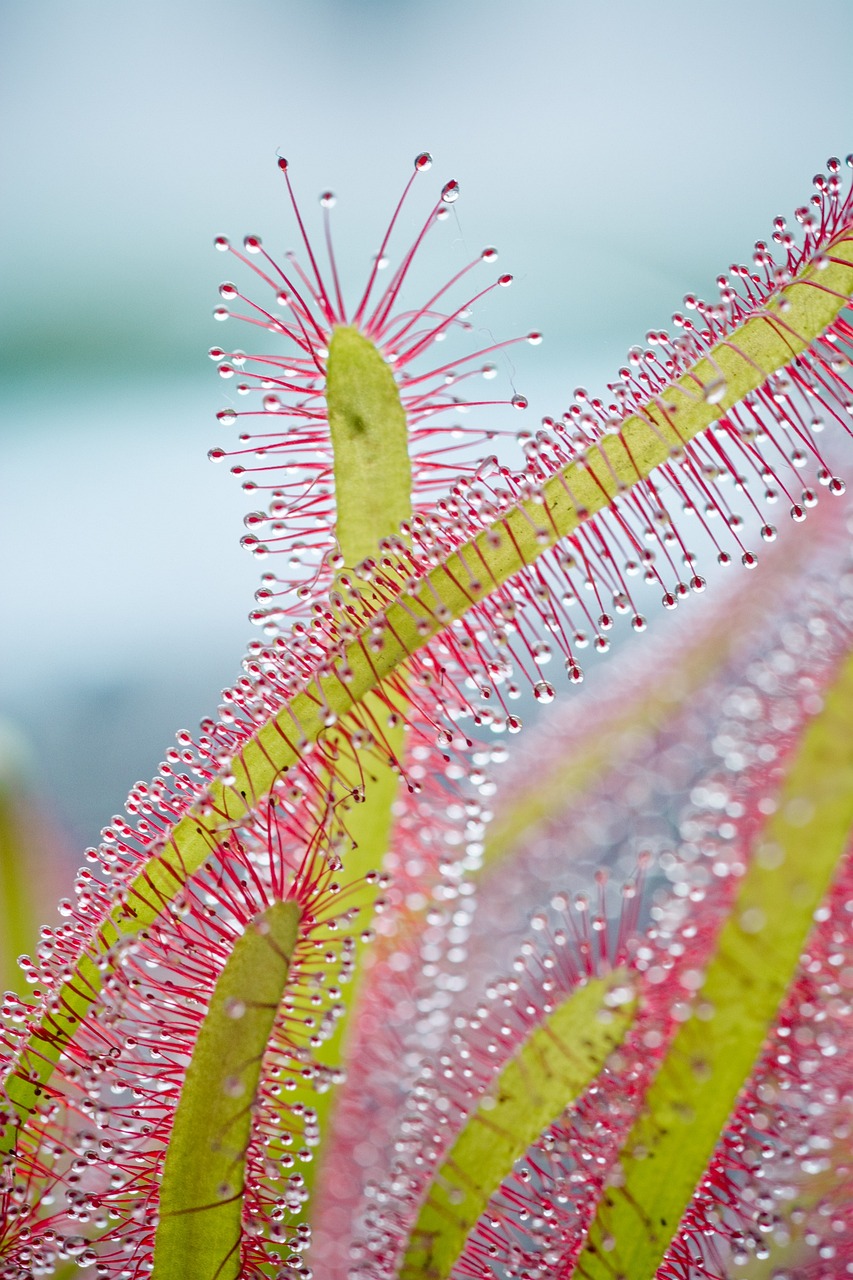 花老虎魚可以長多大：花老虎魚價好不好吃 虎魚百科 第3張