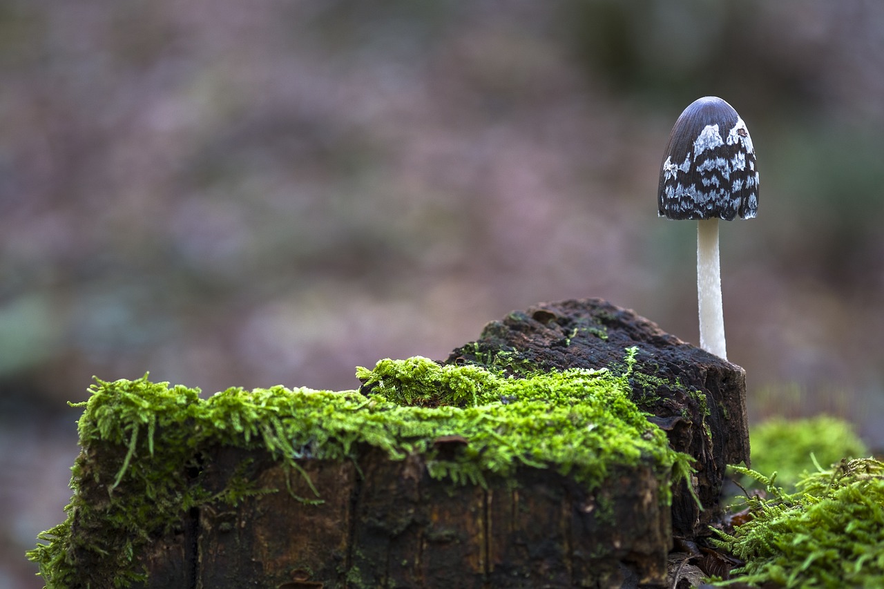 魚缸如何養(yǎng)綠苔藻，魚缸綠苔如何處理 養(yǎng)魚知識 第4張