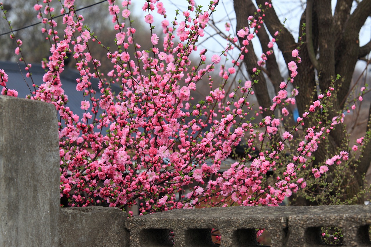 鳳翔縣秦鳳路心悅花卉經(jīng)銷店（鳳翔縣秦鳳路心悅花卉經(jīng)銷店電話）