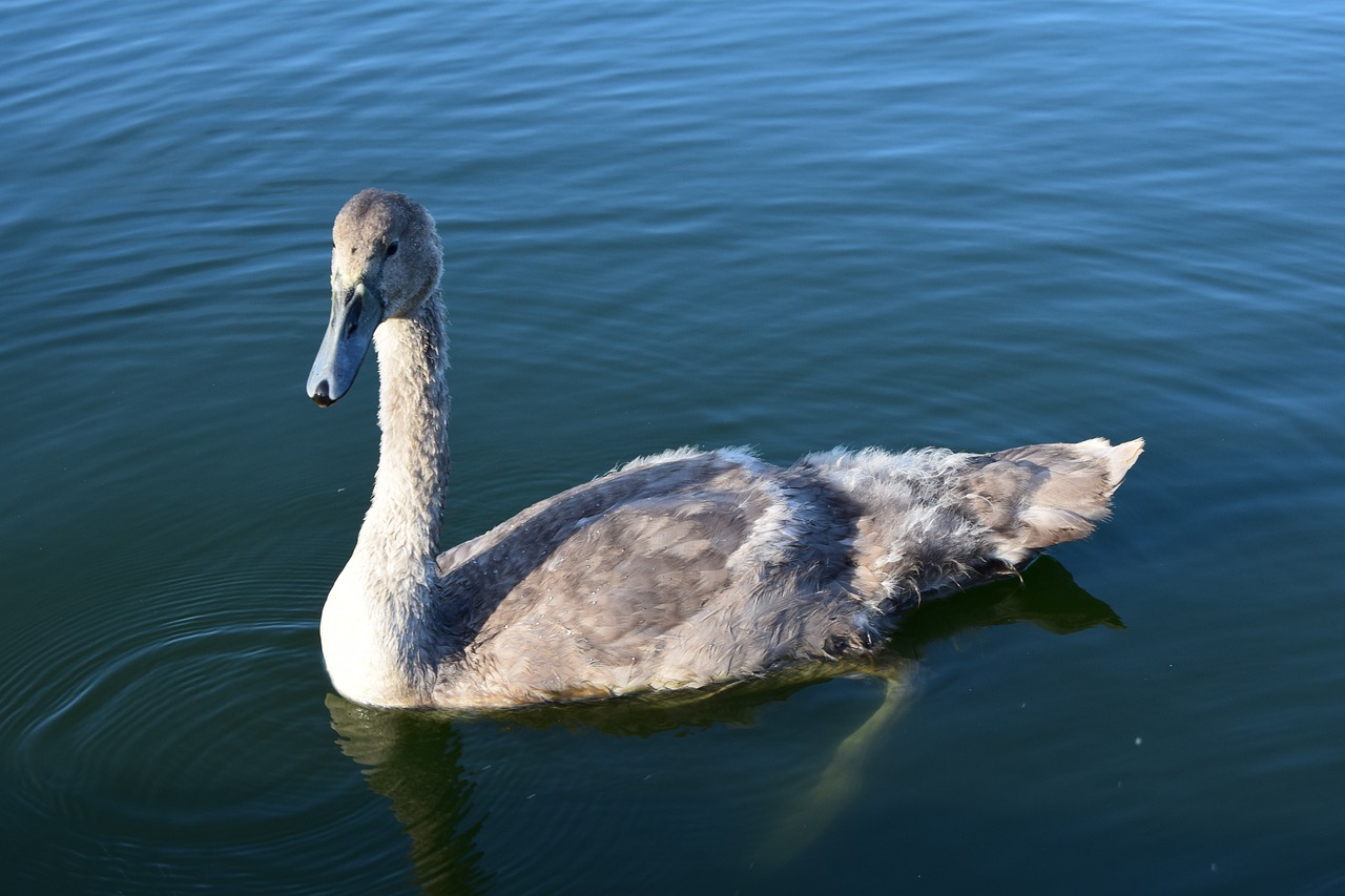 北京市玉泉營水世界水族箱經(jīng)營部（玉泉營觀賞魚市場）