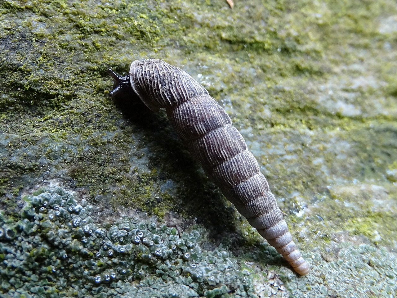 黑背景下的藍(lán)底過背金龍魚（藍(lán)底過背16公分金龍魚飼養(yǎng)技巧） 過背金龍魚 第1張