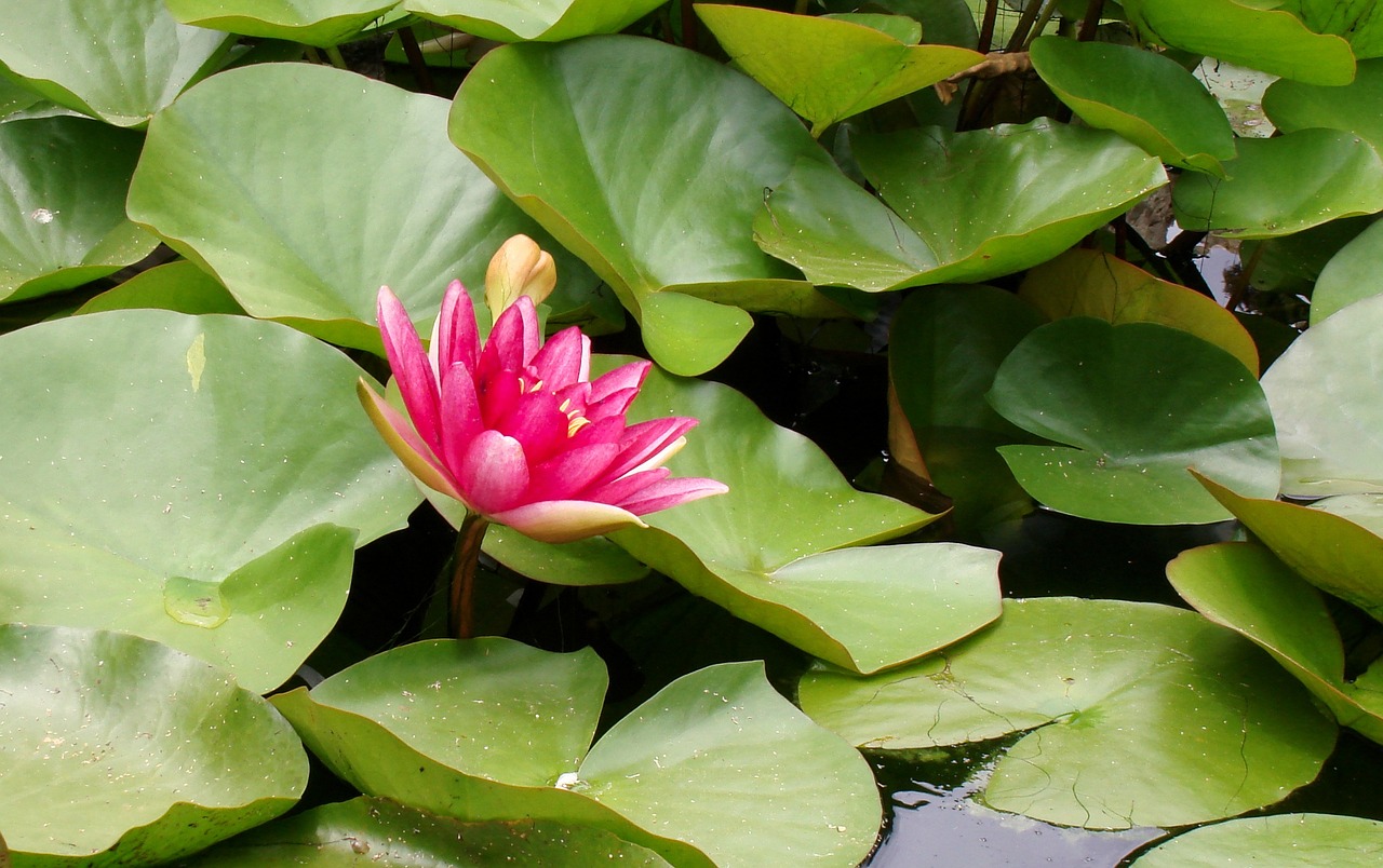 睡蓮魚(yú)缸凈化（睡蓮魚(yú)缸凈化水質(zhì)） iwish愛(ài)唯希品牌魚(yú)缸 第2張