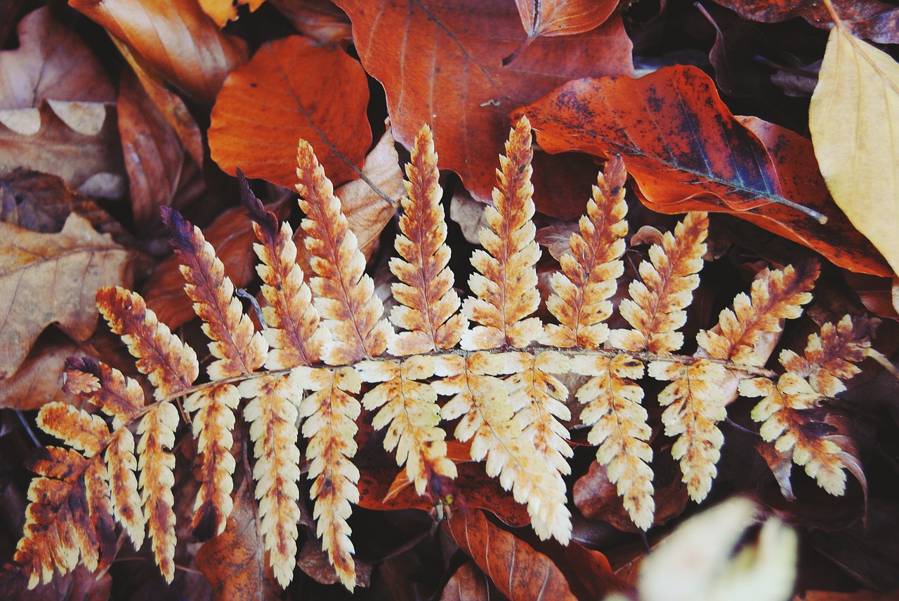 黃金貓魚和什么魚混養(yǎng)好看又好養(yǎng)活（黃金貓魚和什么魚混養(yǎng)好看又好養(yǎng)活）