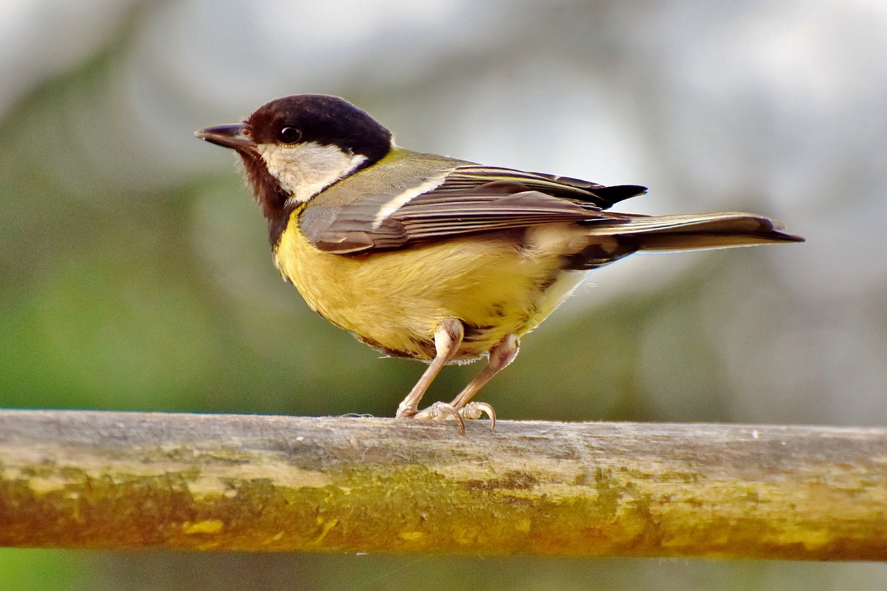 南召縣城關(guān)鎮(zhèn)鳥(niǎo)魚(yú)花香店（南召縣城關(guān)鎮(zhèn)鳥(niǎo)魚(yú)花香店電話）