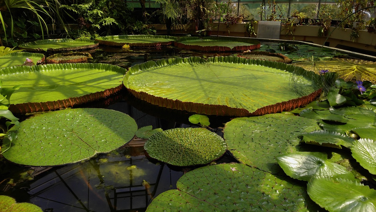 南京市江寧區(qū)微森活園藝銷售中心 全國水族館企業(yè)名錄 第1張