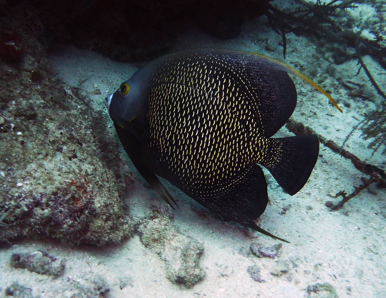 南平水族批發(fā)市場(chǎng)在哪里有賣的 南平水族批發(fā)市場(chǎng)在哪里有賣的啊 奈及利亞紅圓點(diǎn)狗頭 第2張