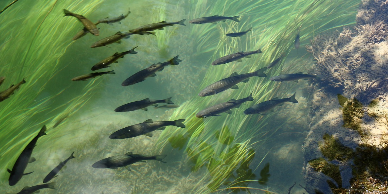 家庭大魚缸養(yǎng)什么魚好養(yǎng)還好看？，家庭養(yǎng)什么魚好養(yǎng)還好看 噴點菠蘿魚 第4張