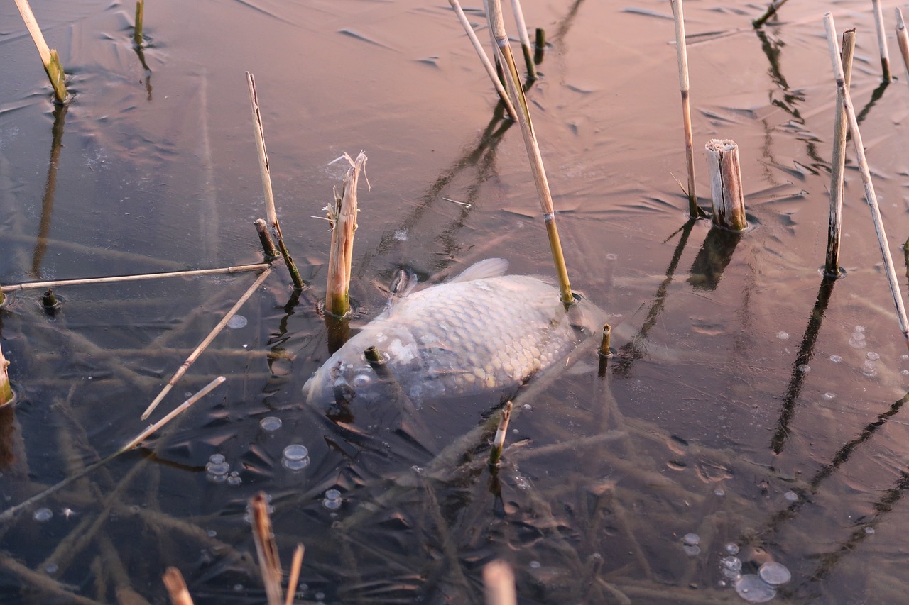 龍魚是什么魚是淡水魚還是海魚（龍魚海水魚還是淡水魚）