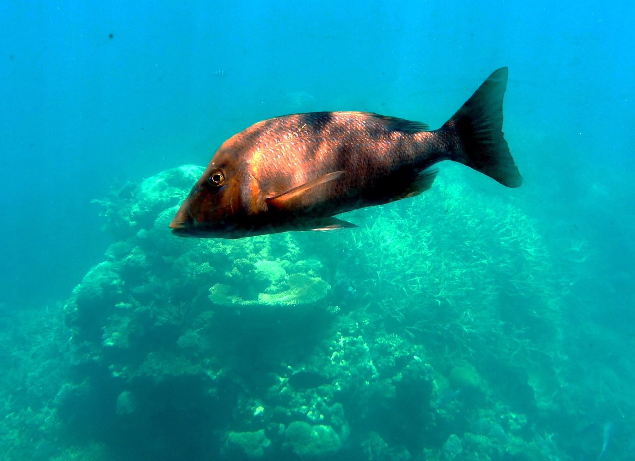 龍魚是什么魚是淡水魚還是海魚（龍魚海水魚還是淡水魚）