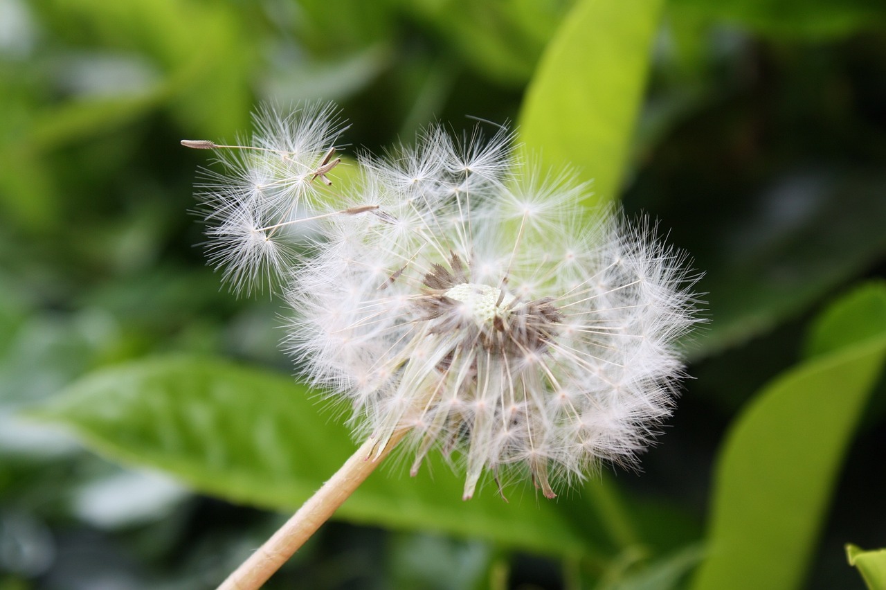 魚缸里的白石子可以養(yǎng)花嗎（白石子能放魚缸里嗎） 黃金達(dá)摩魚 第2張