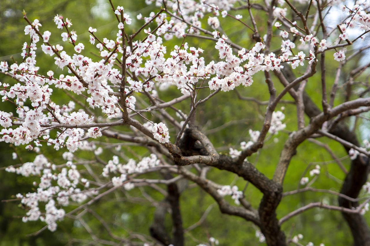 鳳慶縣美家園花卉