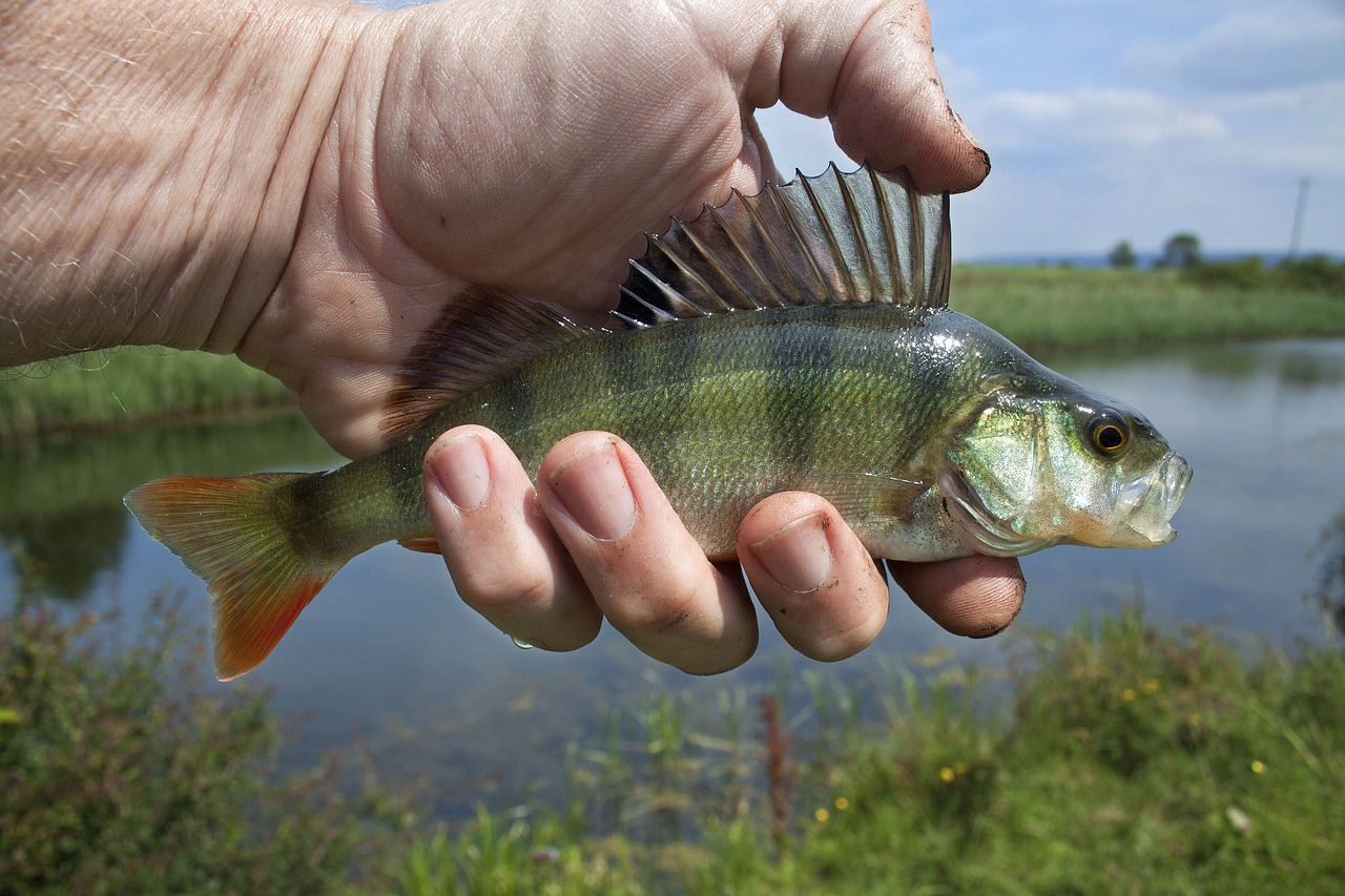 家里換魚缸舊的怎么辦(舊魚缸換新魚缸的方法) 黃金達(dá)摩魚 第2張