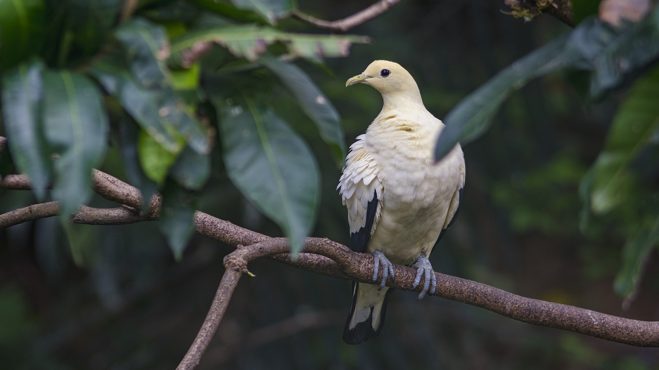 珠海哪里有寵物鳥類賣（珠海哪里有寵物鳥類賣的地方） 南美異型魚 第3張