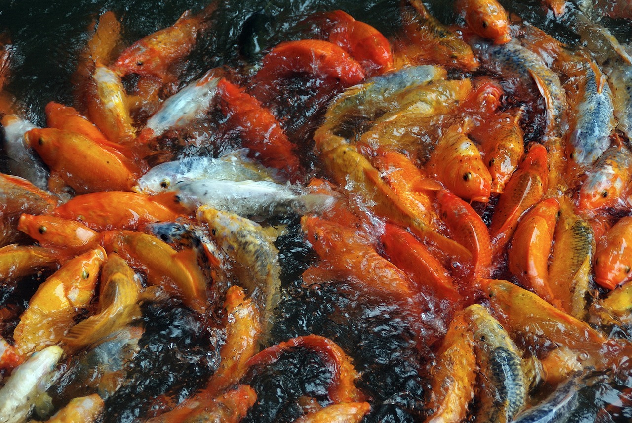 巨型魚缸養(yǎng)的巨型錦鯉叫什么品種魚（巨型魚缸養(yǎng)的巨型錦鯉叫什么品種魚類）