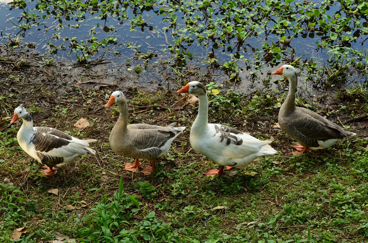 養(yǎng)虎魚需要多高水位才好（虎魚適合多高的水位） 虎魚百科 第1張