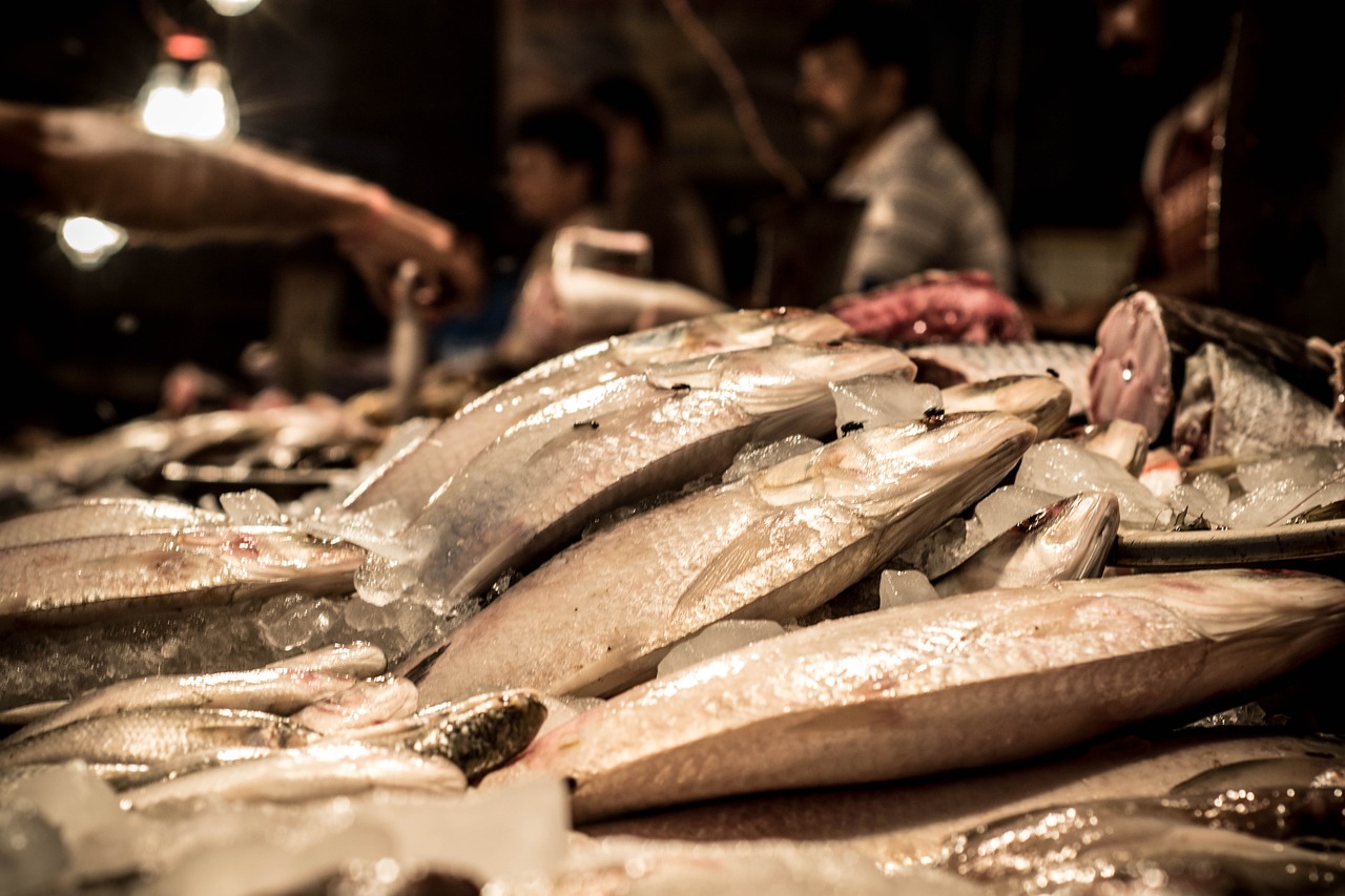 肺炎病人吃什么魚最好（肺炎患者能吃什么魚） 速倍妥魚糧魚藥 第3張