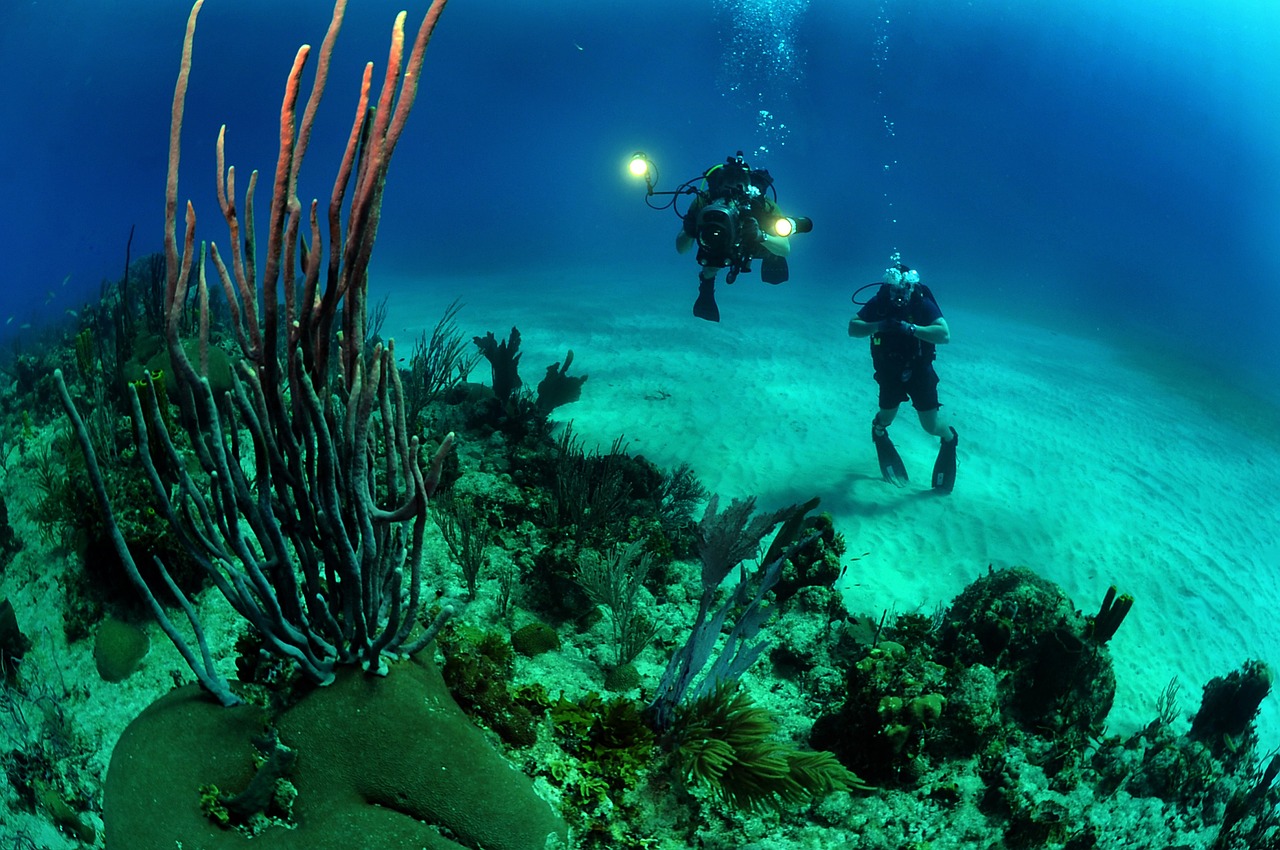 內(nèi)江觀賞魚(yú)基地電話地址查詢（內(nèi)江觀賞魚(yú)基地電話地址查詢號(hào)碼） 觀賞魚(yú) 第1張