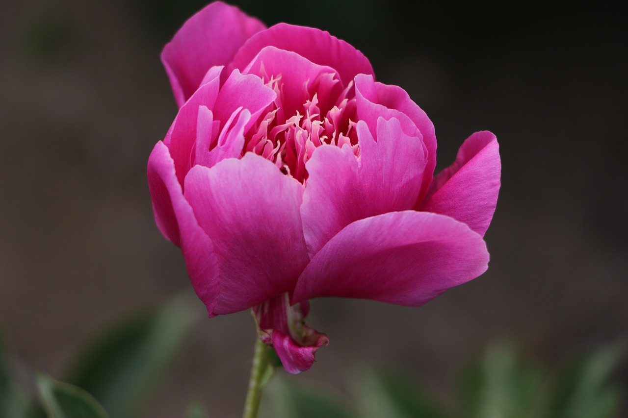 洛陽藝苑花卉交易市場有限公司（洛陽藝苑花卉交易市場有限公司招聘）