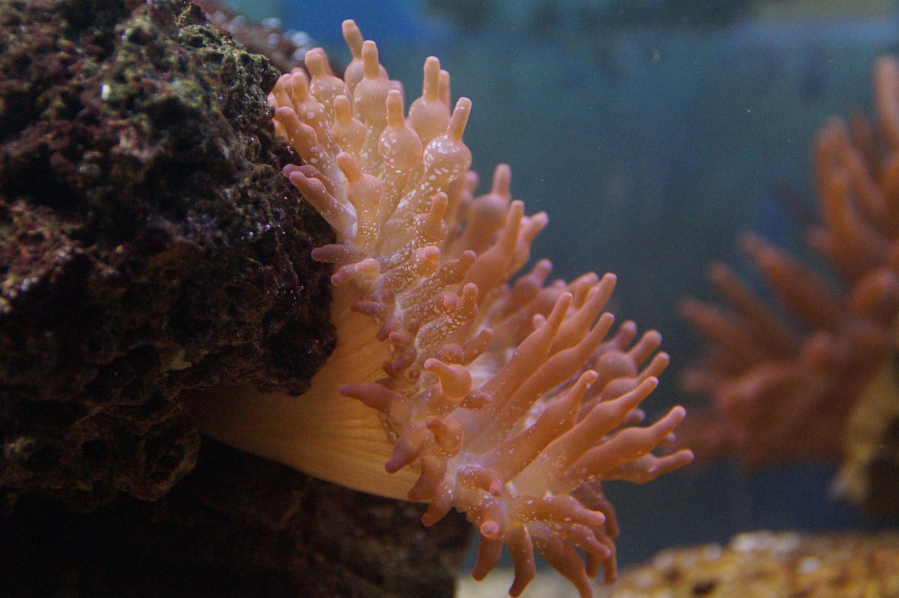 海底世界造景魚缸（海洋生態(tài)魚缸造景）