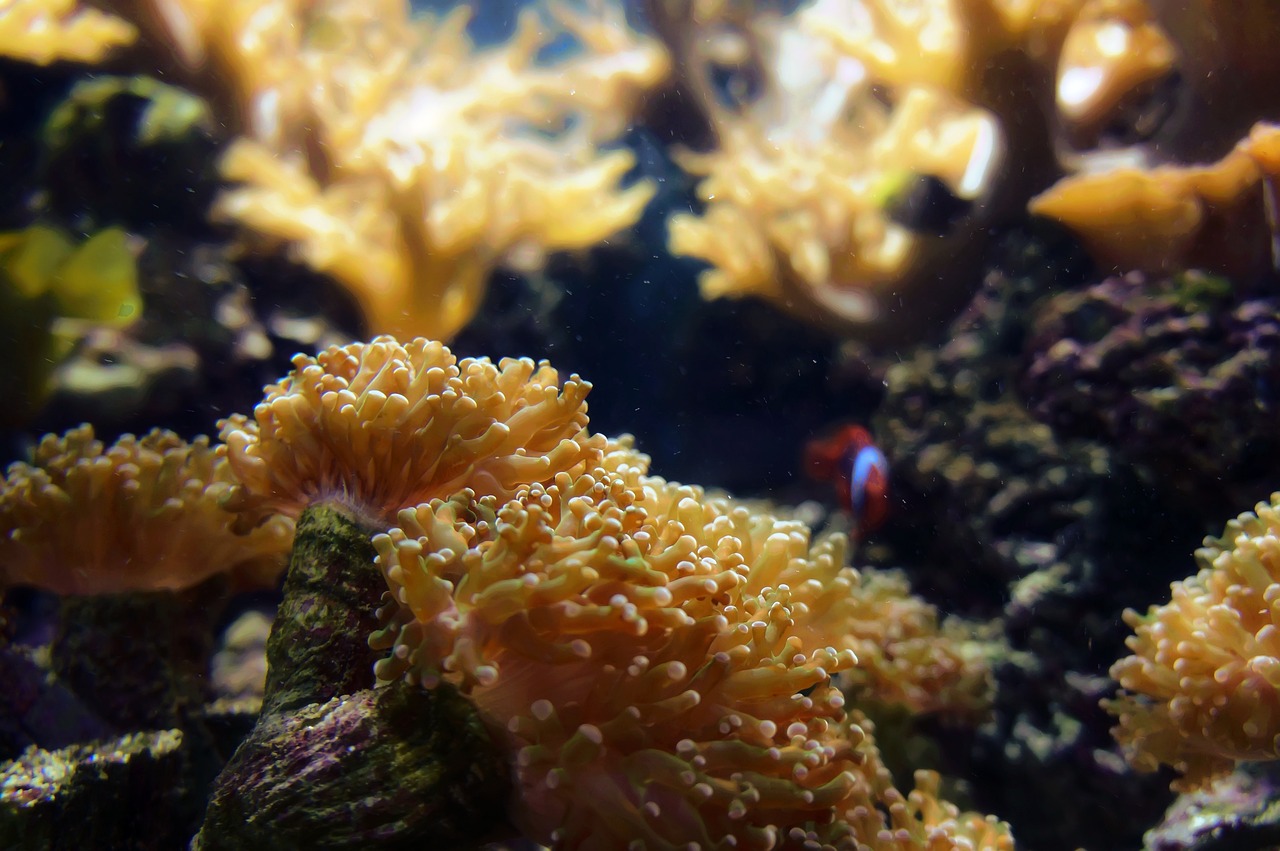 溫州水族館感覺頭大了很多了