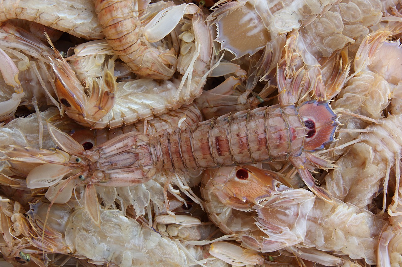 煙臺水族館好久來魚鄰了虎魚圈 虎魚百科 第1張