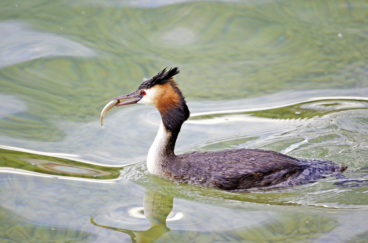 虎皮魚(yú)和孔雀魚(yú)混養(yǎng)嗎（虎皮魚(yú)和孔雀魚(yú)一起養(yǎng)了怎么辦）